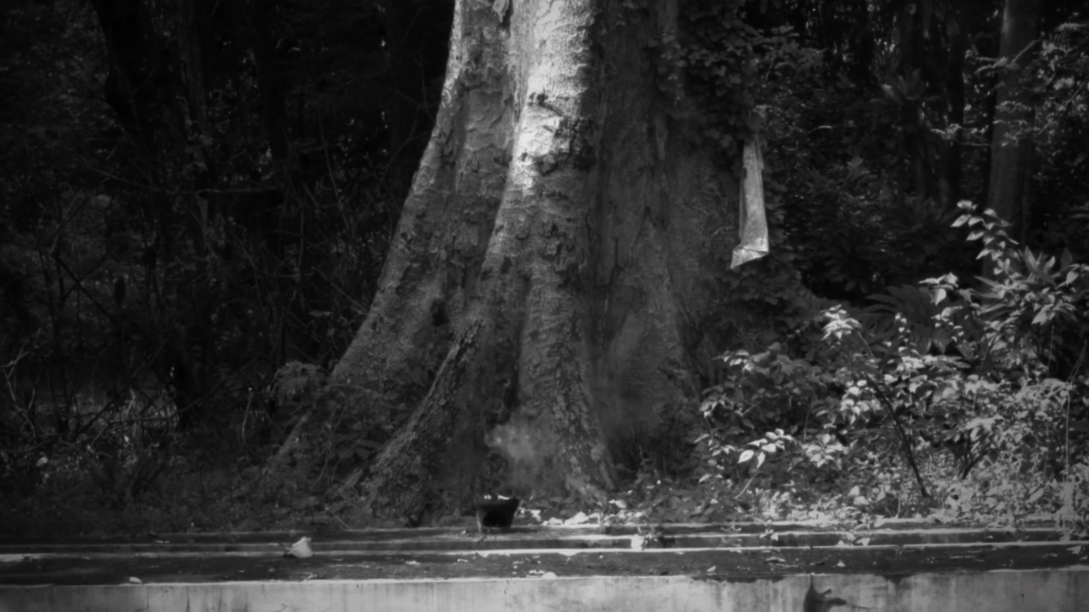 Twin Flame — documentary still
